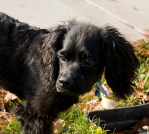 Our 3 month old puppy, Cody
